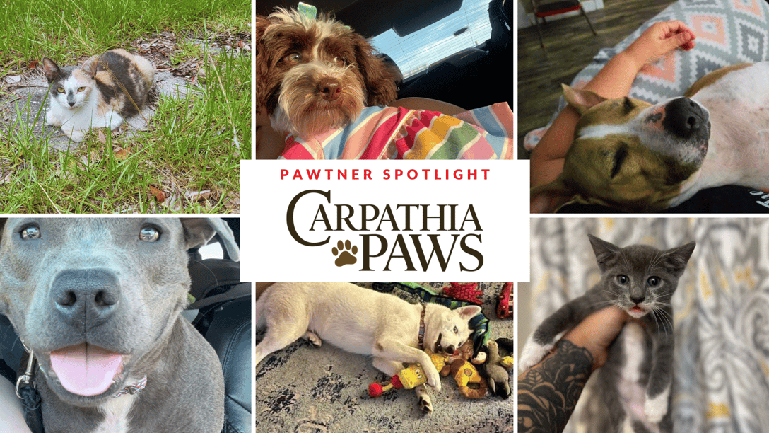 Pawtner Spotlight - Carpathia Paws