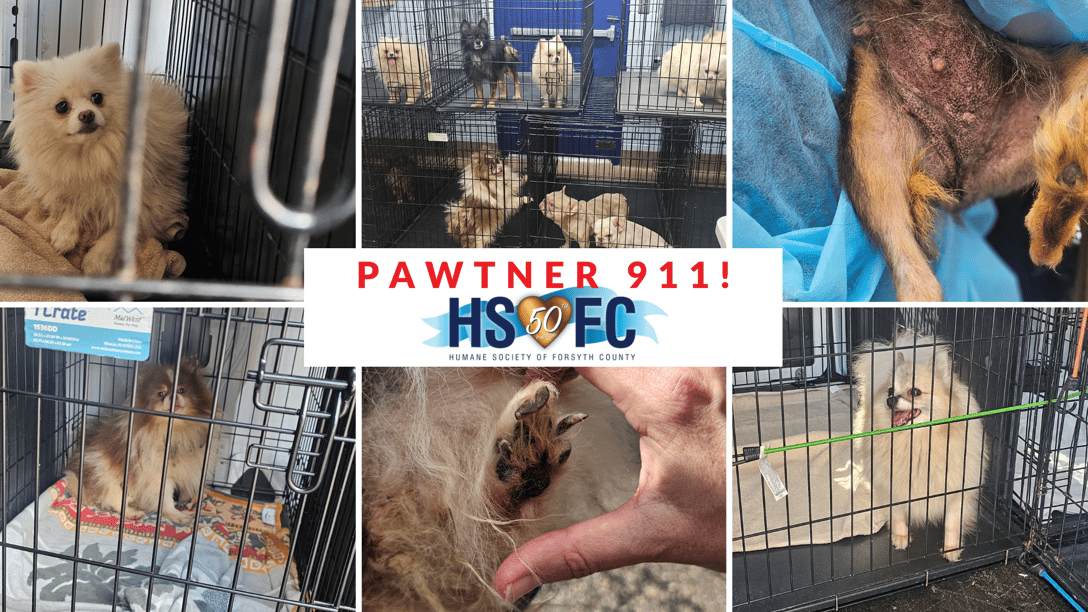 PuppyMill Spay Neuter Project